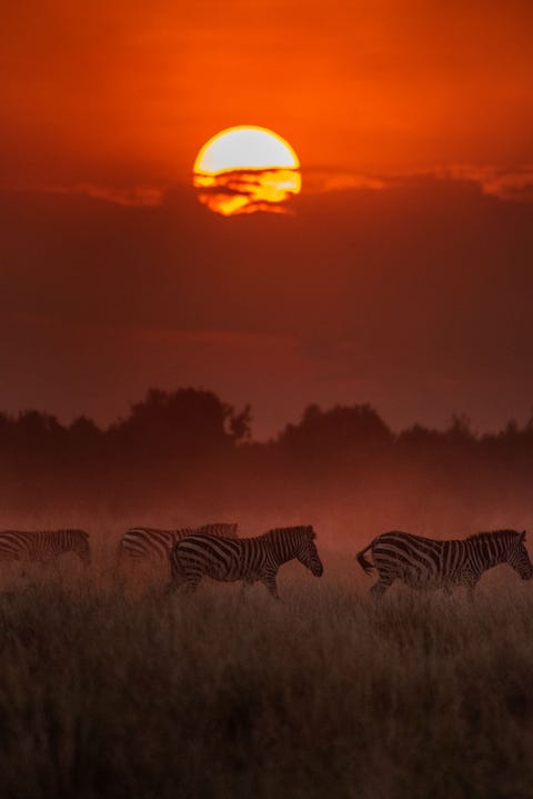 MASAI MARA NATIONAL RESERVE, KENIA MASAI MARA NATIONAL RESERVE KENIAWat wil je nog meer De goudkleuren de mooie zonsondergang de grazende zebras het grasland en het glanzend stof dat wordt opgeworpen door een stoet safarivoertuigen schitterend en magisch
