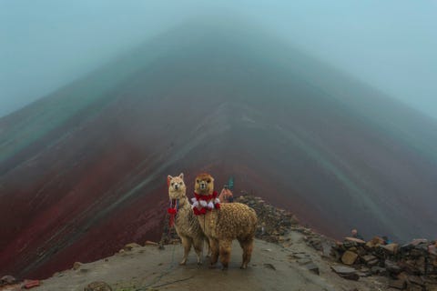 VINICUNCA, PERU VINICUNCA PERUIn plaats van de bus tour naar de berg Vinicunca te nemen kampeerde ik daar de nacht ervr op ongeveer anderhalf uur rijden om als eerste wakker te zijn bij zonsopgang Die ochtend was het heel mistig en toen ik er aankwam kon ik de Berg van de Zeven Kleuren amper zien Ik wachtte een uur om de mist te laten optrekken maar dat gebeurde niet Op weg naar beneden passeerde ik dit schattige stel alpacas uitgedost in de kleuren van het Aymaravolk en dat maakte alles de moeite waard