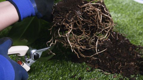 cutting plant roots