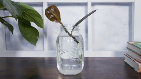 Mason jar, Glass, Transparent material, Vase, Plant, Glass bottle, Flower, Bottle, Anthurium, Houseplant, 