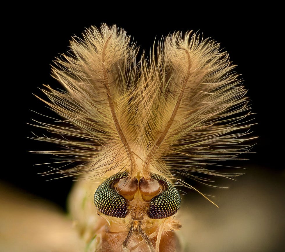 Op deze foto van Erick Francisco Mesn steekt een stel pluimachtige antennes omhoog op de kop van een knut De uitbundige hoofdtooi verschilt bij vrouwtjes en mannetjesknutten wat mogelijk de reden is dat de insecten verschillende geluidsfrequenties kunnen waarnemen De precieze functie van de pluim is onbekend maar wetenschappers vermoeden dat mannetjesmuggen  de bloedzuigende familieleden van de knut  met behulp van een soortgelijke pluim vliegende vrouwtjes in hun omgeving kunnen waarnemen