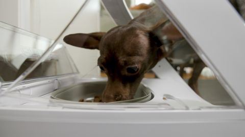 preview for This Smart Pet Feeder Can Help You Manage Your Pet's Eating Habits