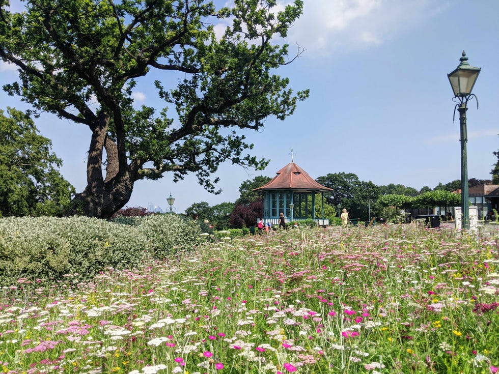 wildflower garden planting at the horniman museum gardens