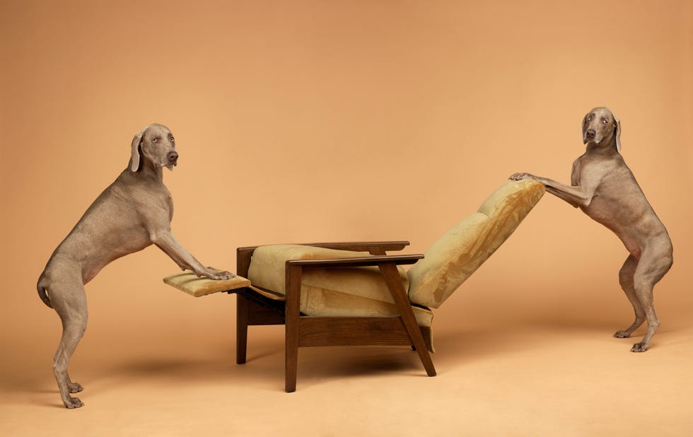 william wegman west elm dogs