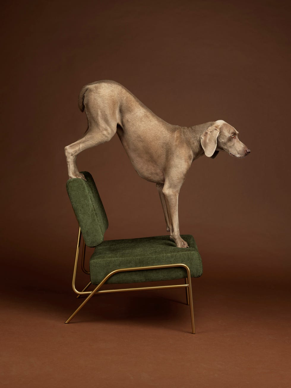 Man ray orders weimaraner