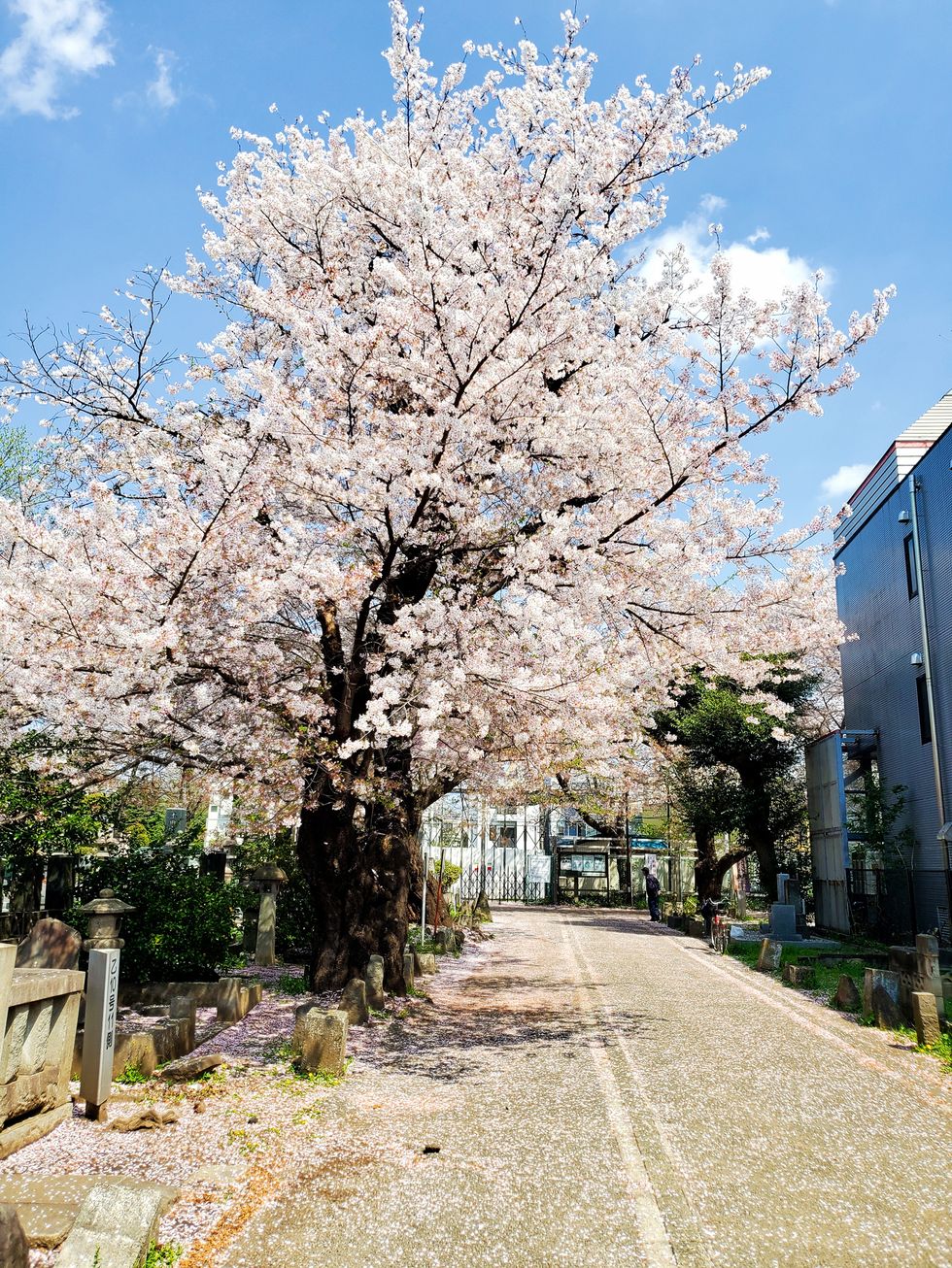 tokyo sakura cherry bloosom