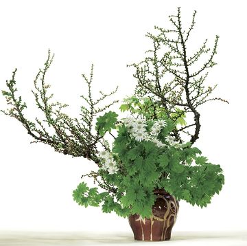 a potted tree with green leaves