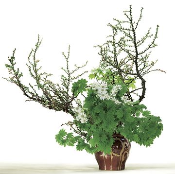 a potted tree with green leaves