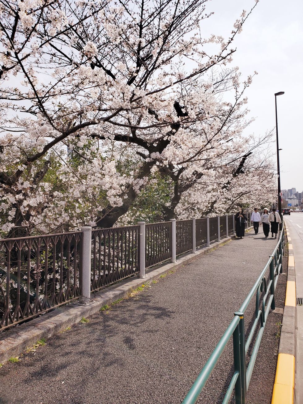 sakura cherry blossom in tokyo iidabashi