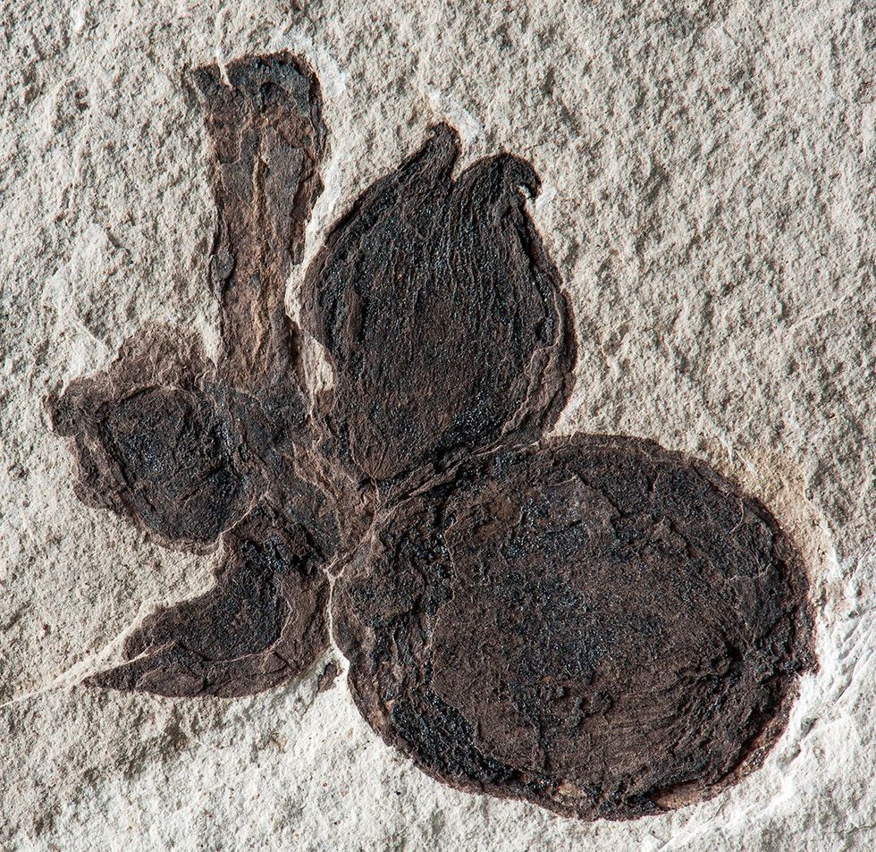 Deze closeup toont het fossiel van een volgroeide Castanopsisvrucht met vier noten die zijn gemineraliseerd tot zwarte kool en nog altijd in hun cupules bolsters zitten De bovenste cupule was opengebarsten