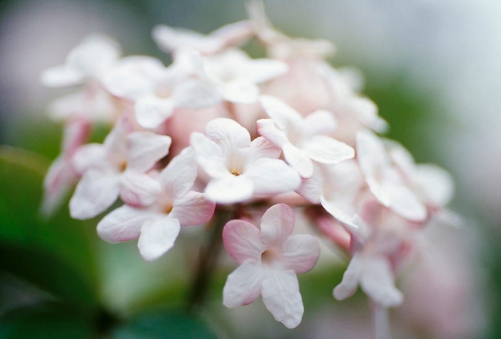 Viburnum.