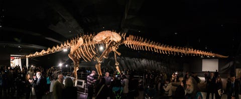 https://www.nationalgeographic.com/content/dam/science/2018/09/21/dino_gallery/20_dino_gallery_fbcfpw.jpg Een panorama dat is opgebouwd uit meerdere fotos toont de grootschalige reconstructie van een titanosaurir in het American Museum of Natural History in New York in januari 2016 Dit 37 meter lange monster was mogelijk de grootste dinosaurir die ooit op aarde heeft rondgewandeld en werd in 2017 beschreven als een nieuwe soort met de naam Patagotitan mayorum Meerdere fossielen van het dier zijn opgegraven in de provincie Chubut in Argentijns Patagoni