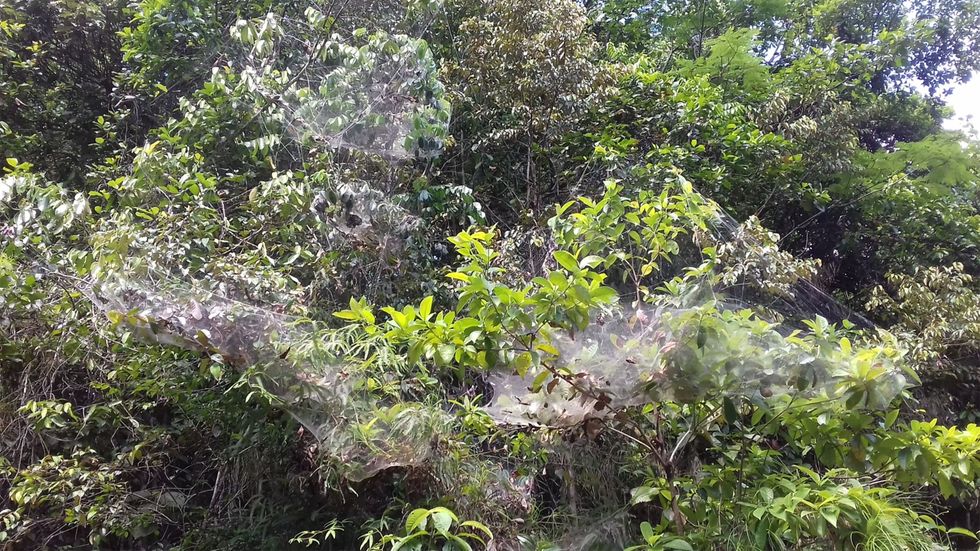 De regenwouden van FransGuyana zitten vol spinnenwebben van deze in groepsverband levende spinnen