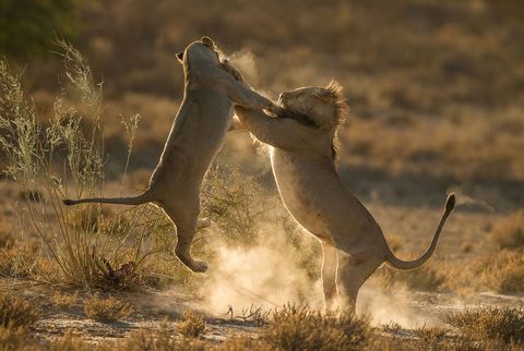 Leeuwen gaan elkaar te lijf in ZuidAfrika