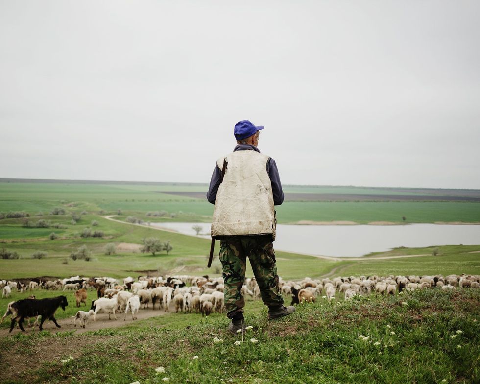 Een herder hoedt zijn schapen bij een meer