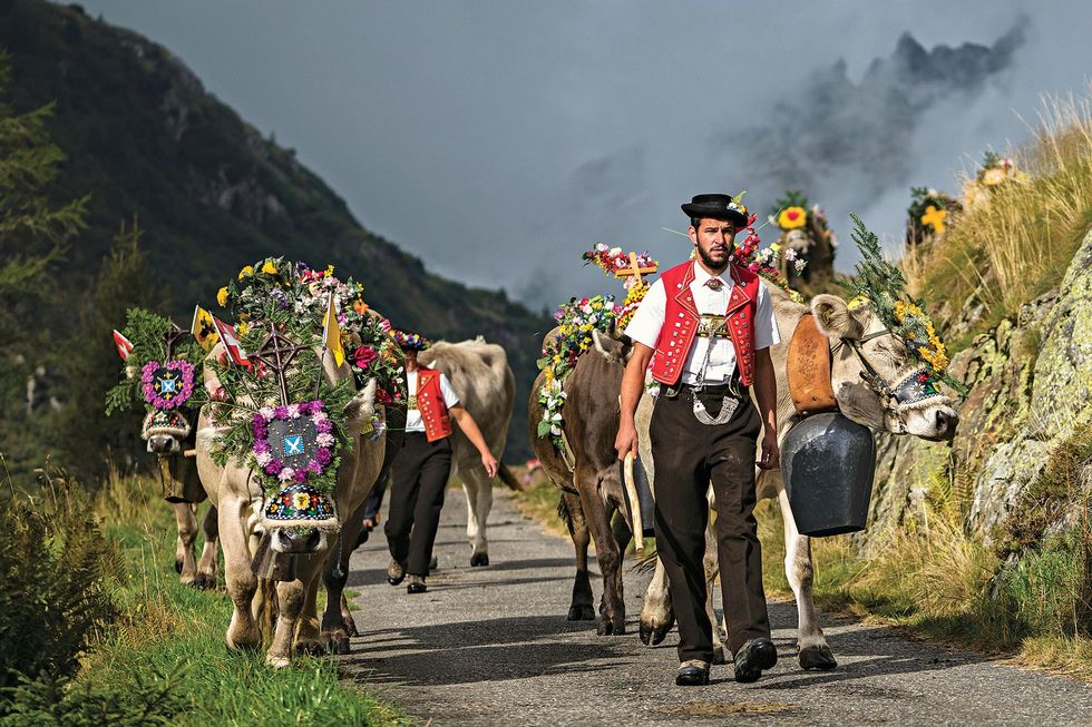 Tijdens het festival Desalpe in Kanton Uri dalen de koeien vanuit de alpenweiden af naar de stal voor de winter