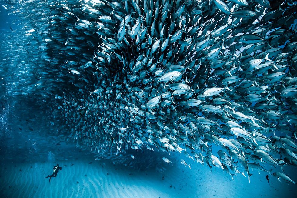 Cabo Pulmo in de Zee van Cortez is populair bij duikers vanwege de duizenden makrelen die er samenscholen