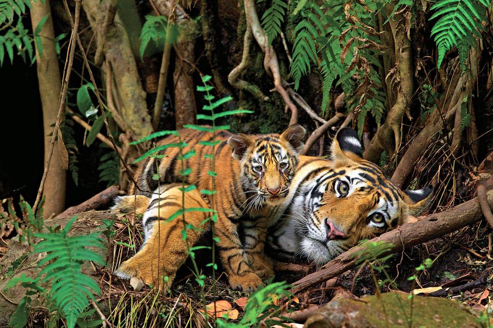 In de veiligheid van Bandhavgarh National Park kon deze tijgerin bevallen van drie welpen