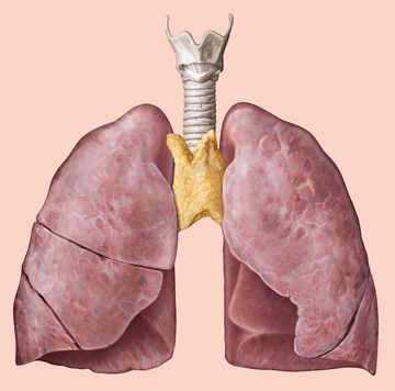 anatomische afbeelding van de thymus en longen