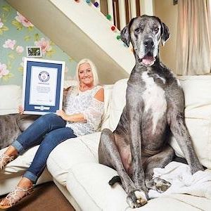 イギリス・ノーフォーク州在住のクレア・ストーンマンさんが飼っている、グレードデーンのフレディ。彼は4つ足で立ったときの地面から背中までの高さが、なんと1035メートルで、「世界最大の犬」として、2016年にギネス記録に認定。そんな彼が先日、新しく「生存するグレートデーンの最高齢」としてギネス記録を樹立！