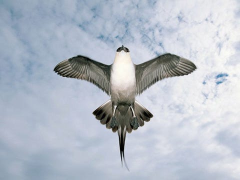 De kleine jager steelt zijn voedsel voornamelijk van andere vogels en verdient daarmee de reputatie van luchtpiraat