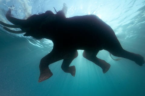 Een 60jarige olifant zwemt in het warme water van de Andamanse Zee in India De olifant heeft 30 jaar lang hout vervoerd en is nu met pensioen