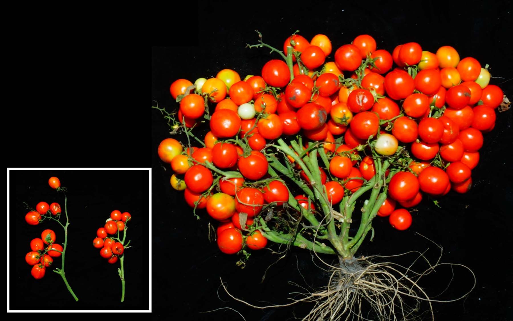 Gene-Edited Tomatoes - Vertical Gardens - Food Science