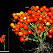 Natural foods, Plant, Solanum, Fruit, Flower, Tomato, Cherry Tomatoes, Flowering plant, Vegetable, Still life photography, 