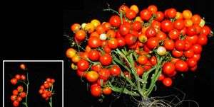 Natural foods, Plant, Solanum, Fruit, Flower, Tomato, Cherry Tomatoes, Flowering plant, Vegetable, Still life photography, 