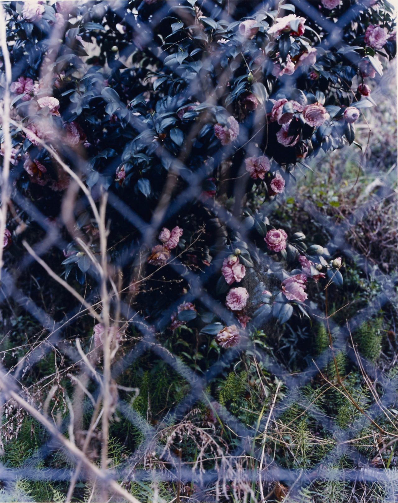 写真家・髙橋恭司の個展「Ghost」作品集
