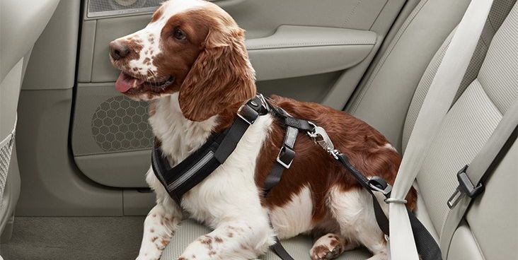 Dog, Canidae, Car seat, Dog breed, Sporting Group, Carnivore, Companion dog, Spaniel, Seat belt, Cocker spaniel, 