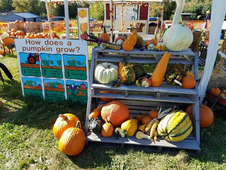 pumpkin patch near me   foster farm
