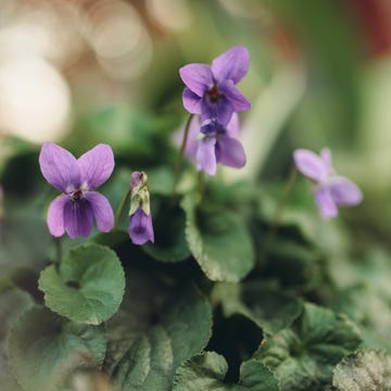 viola odorata viola odorata