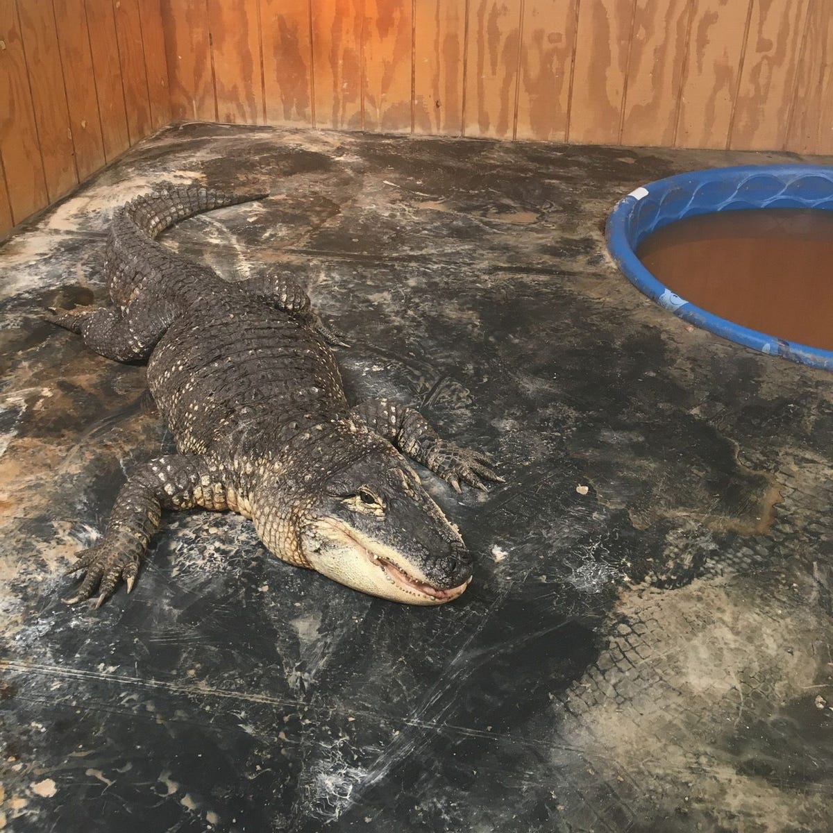 Autoriteiten in New Mexico namen deze ruim twee meter lange Mississippialligator in beslag Het reptiel hier te zien in zijn nieuwe tehuis de ABQ BioPark Zoo werd gered uit een privwoning waarin het tien jaar lang als illegaal huisdier was gehouden