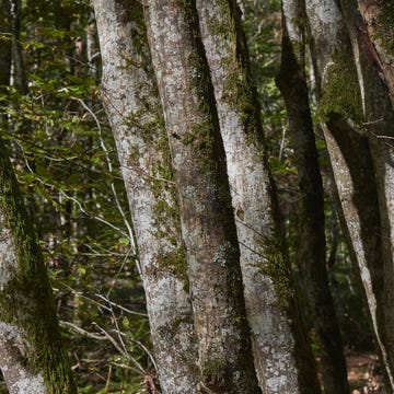 ecologia porada