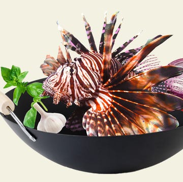 lionfish lionfish