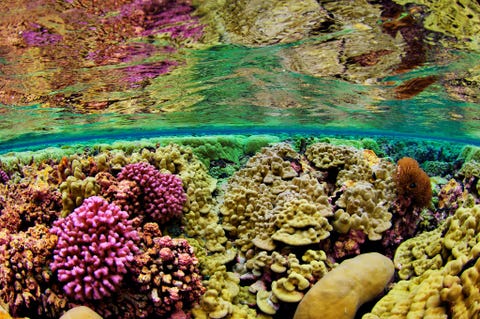 Steenkoraal bedekt de bodem van de ondiepe zee op het Kingman Reef