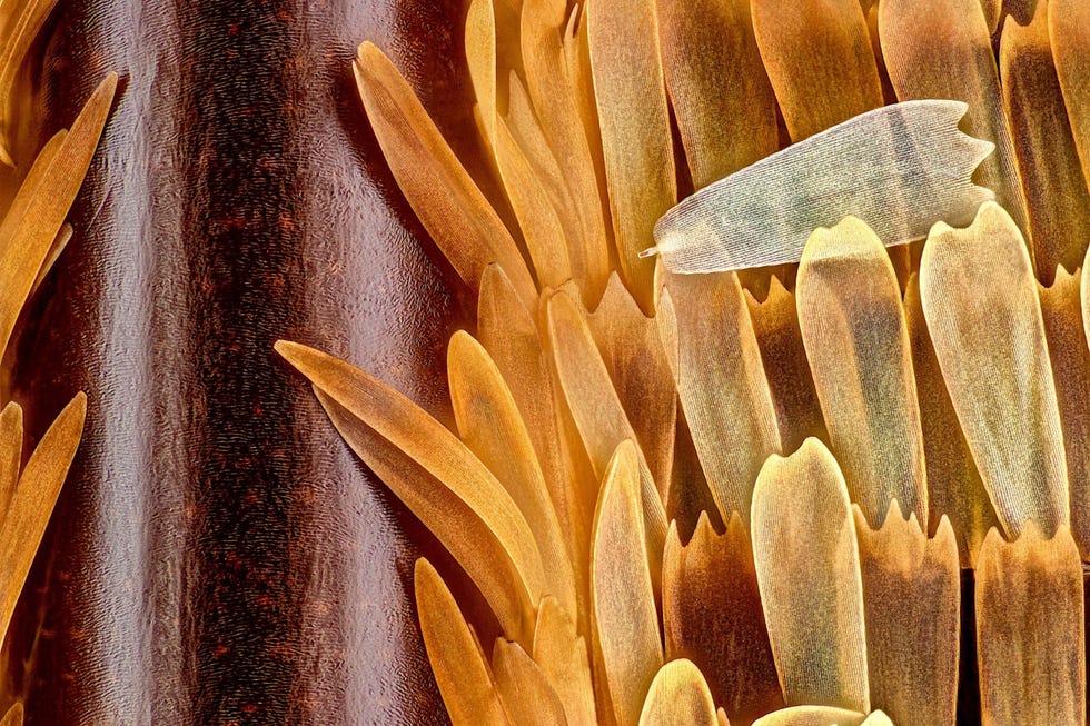 Nikon Small World 2021 De ader en schubben op de vleugel van een vlinder Morpho didius lijken uit goud en brons gesmeed wanneer je ze twintig keer vergroot De ragfijne structuur in de schubben op de vleugels zorgt voor afbuiging van het licht en interferentie waardoor de vlindervleugels voor het menselijk oog metallic blauw van kleur zijn Deze foto van de Franse fotograaf Sbastien Malo was dit jaar goed voor de tiende plaats