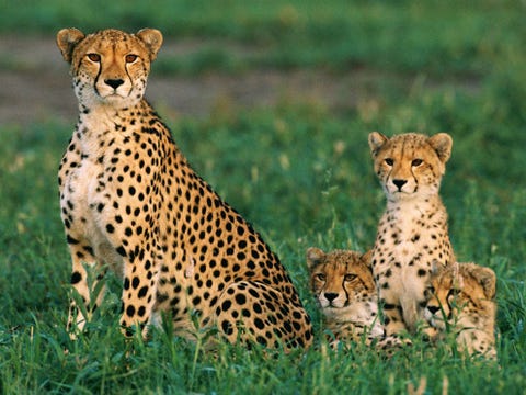 Cheetamoeders werpen gewoonlijk drie welpjes die allemaal tussen de anderhalf en twee jaar bij haar blijven voordat ze hun eigen weg gaan In de omgang met hun welpen spinnen cheetamoeders net als huiskatten