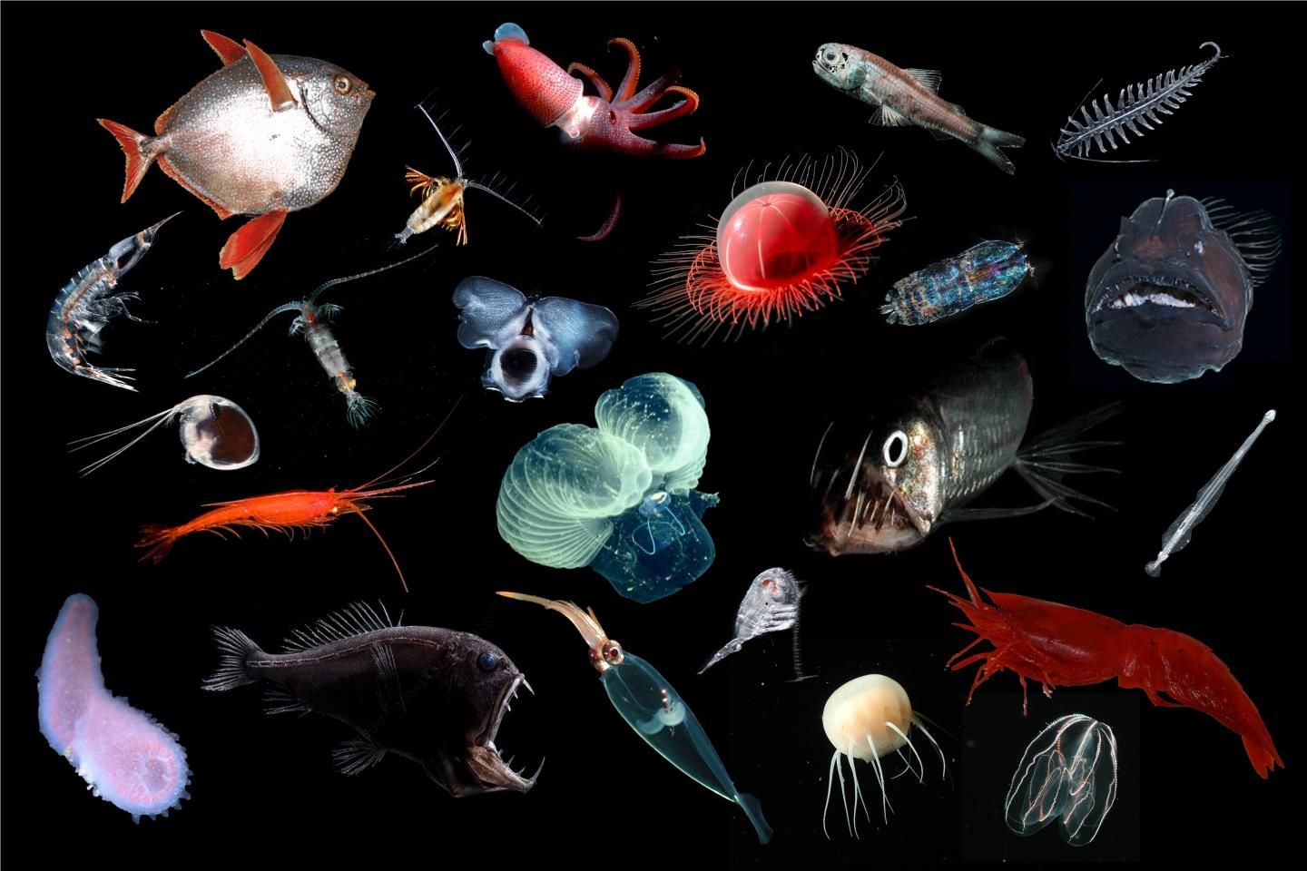 deep ocean floor fish