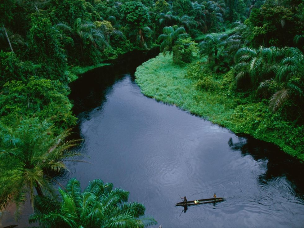 Het 500 miljoen hectare tropische woud van het Congobekken het op n na grootste ter de wereld na de Amazone staat bekend om een ongelooflijke reeks wilde dieren waaronder mensapen bosolifanten en zon 700 soorten riviervissen