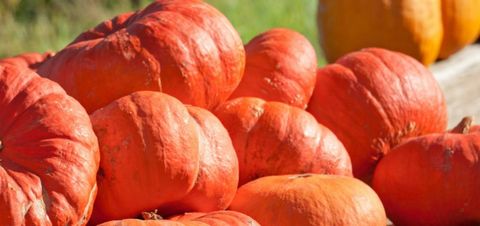 types of pumpkin like the cinderella's carriage variety