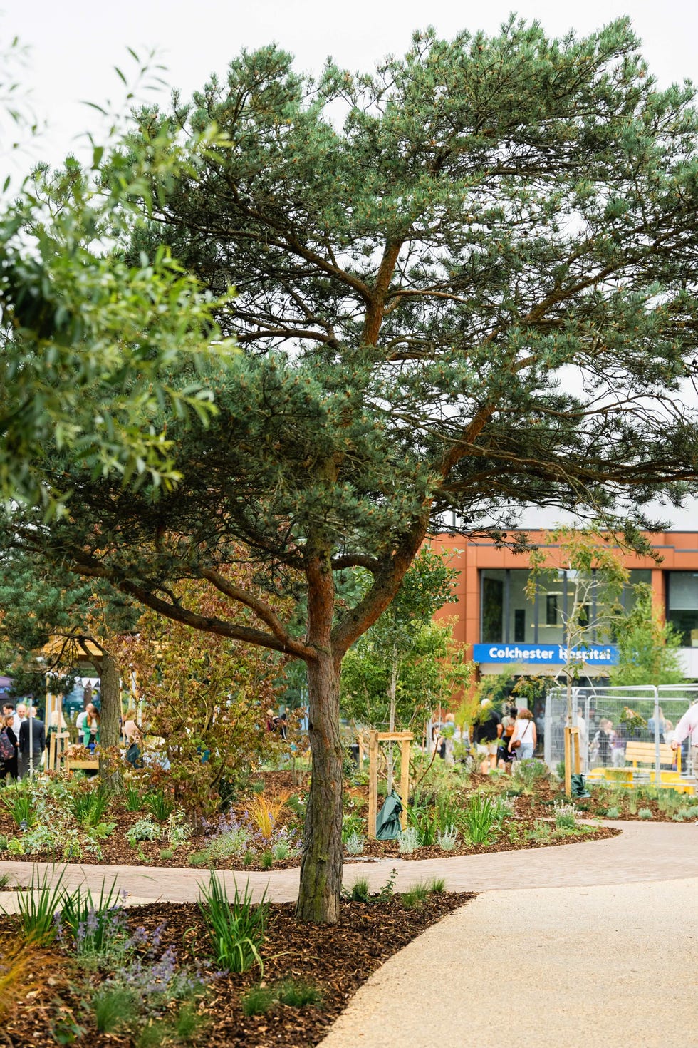 a landscaped area featuring a prominent tree with pathways and greenery near a hospital