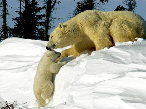 Vrouwelijke ijsberen zijn plichtsgetrouwe moeders Ze krijgen meestal een tweeling die langer dan twee jaar bij haar blijft tot de jongen kunnen jagen en zichzelf kunnen redden