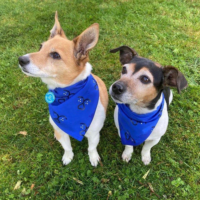 two dogs wearing harnesses