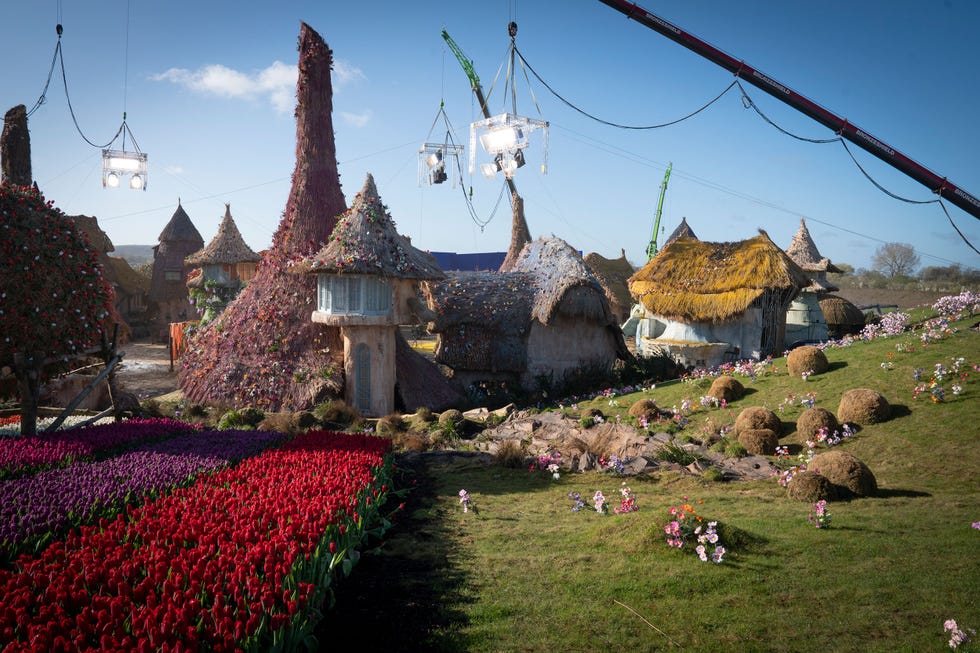 wicked's munchkinland tulips