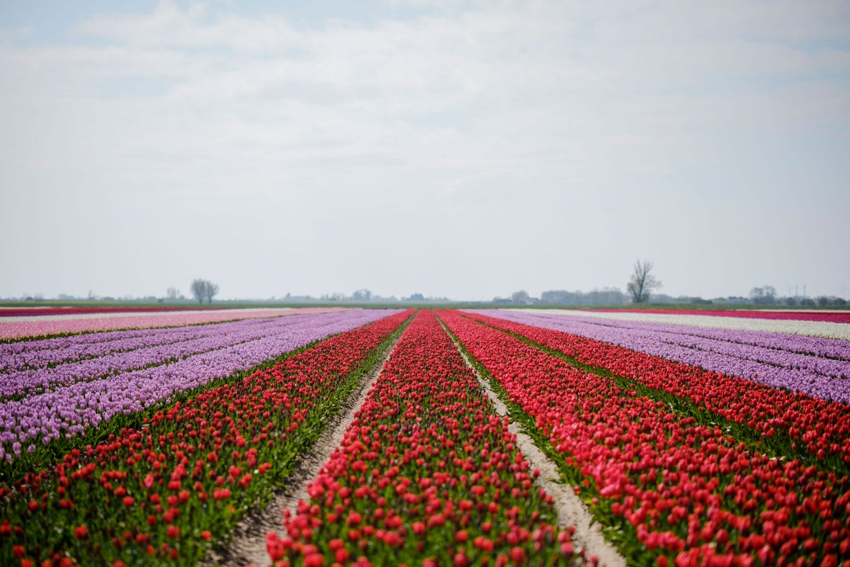 ‘Wicked’s Set Designers Planted a Field of 9 Million Real Tulips