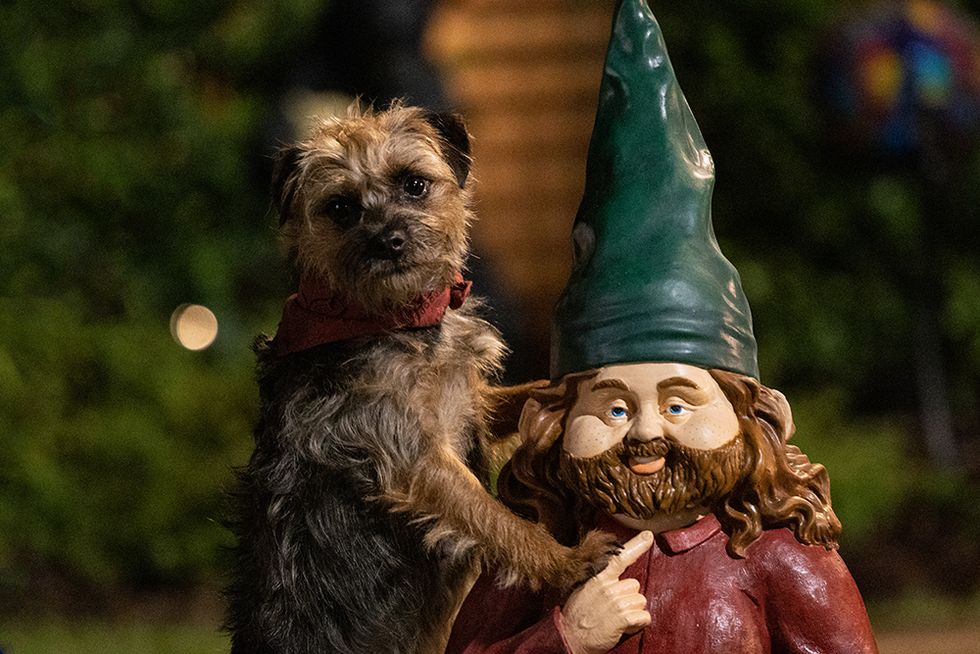 reggie the border terrier, voiced by will ferrell, makes a new acquaintance in strays
