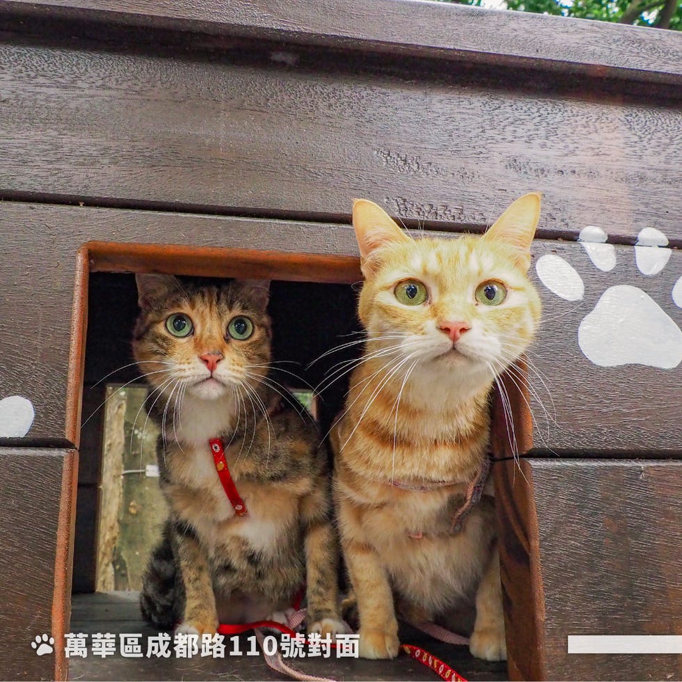 喵星人的天堂！台北首座「貓咪公園」登場，彩繪塗鴉、專屬主子的綠地、浪貓也能有個家