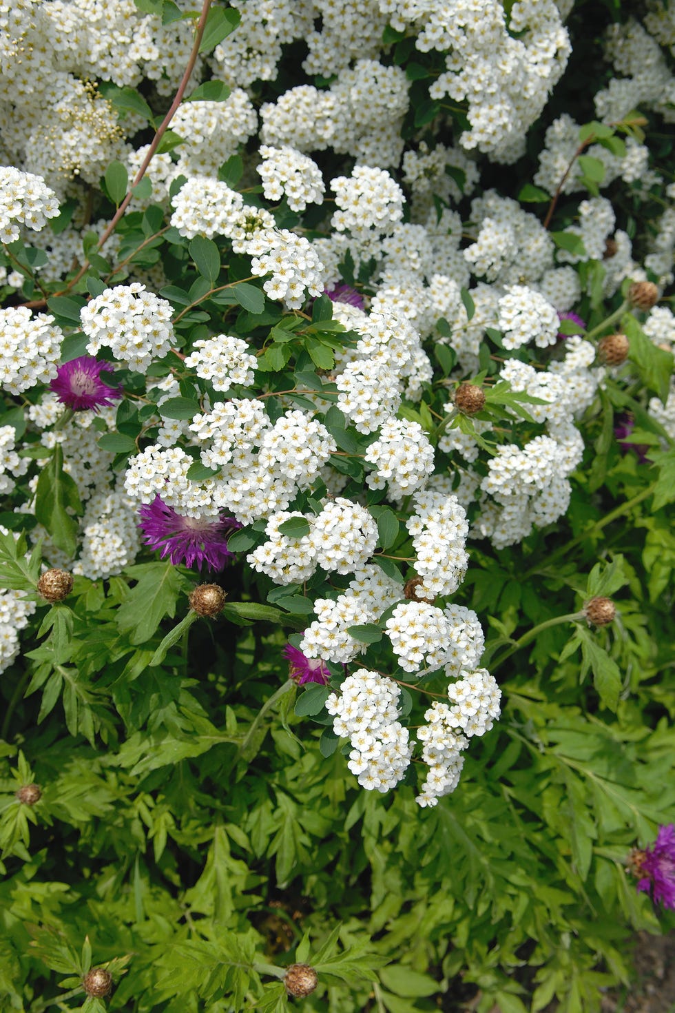 Spiraea vanhouttei